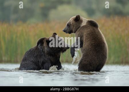 Eurasischen Braunbären/Europaeische Braunbaeren (Ursus arctos) kämpfen, kämpfen, verspielten Kampf zwischen zwei Jugendlichen im flachen Wasser eines Sees Stockfoto