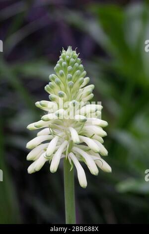 Veltheimia bracteata 'Lemon Flame' Blume. Stockfoto