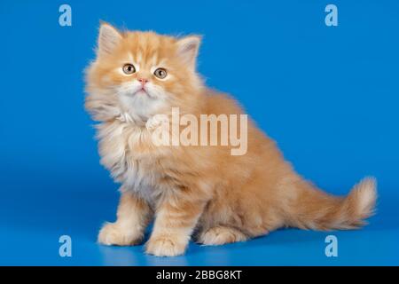 Studiofotografie von hochlandigen, geraden Katzen auf farbigen Hintergründen Stockfoto