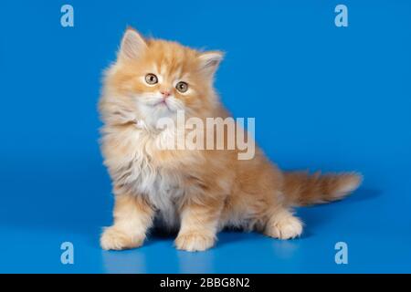 Studiofotografie von hochlandigen, geraden Katzen auf farbigen Hintergründen Stockfoto