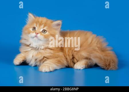 Studiofotografie von hochlandigen, geraden Katzen auf farbigen Hintergründen Stockfoto