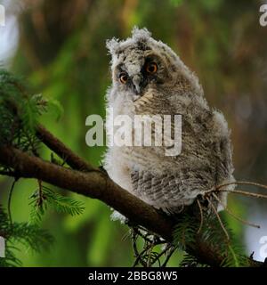 Lange eared owl/Waldohreule (Asio otus), jugendlich, Junge, in einem Baum gehockt, um Drehen, überrascht und aufmerksam beobachtet, sieht lustig, wildlif Stockfoto