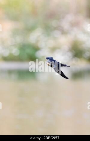 Rauchschwalbe/Rauchschwalbe (Hirundo rustica) im schnellen Flug, Jagd über Wasser, Wildnis, Europa. Stockfoto