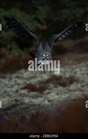 Bartkauz/Bartkauz (Strix Nebulosa) in Jagd Flug, knapp über dem Boden, im Herbst, herbstliche Farben in der borealen Zone. Stockfoto