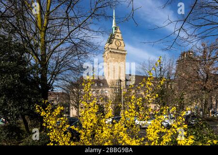 Die Quellblüte Forsythia vor dem Rathaus von Duisburg. Stockfoto