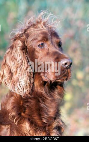 PET Grooming Konzept - lustiger irischer Setzerhund mit langen Haaren Stockfoto