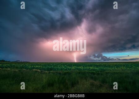 Sturm mit Blitzschlag über dem Feld im ländlichen Süden Manitobas Kanadas Stockfoto