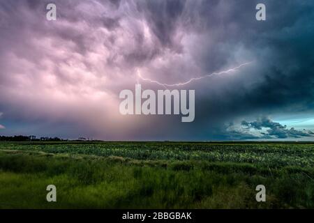 Sturm mit Blitzschlag über dem Feld im ländlichen Süden Manitobas Kanadas Stockfoto