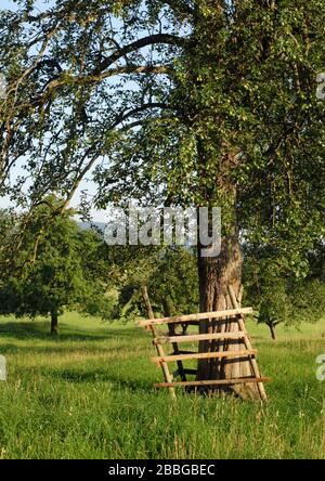 Obstgarten im Morgenlicht Stockfoto