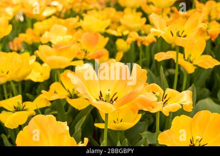 Dieses Foto wurde in Ungarn aufgenommen. Es gab eine Tulpenfarm, und dies ist ein Makrofoto für die Aufnahme dieser ausgezeichneten Tulpe. Stockfoto