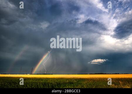 Sturm mit Blitzschlag und Regenbogen über dem Rapsfeld im ländlichen Süden Manitobas Kanadas Stockfoto