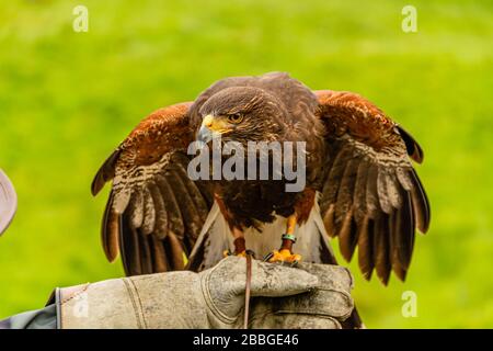 Ein schwarzer Drachen in der Handschuhhand eines falconers, Kielder Water Bird of Prey Center, Kielder Forest, Northumberland, Großbritannien. Oktober 2018. Stockfoto