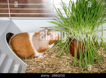 Hausmeerschweinchen (Cavia porcellus), das im Winter frisches Katzgras im Käfig zu Hause isst. Stockfoto