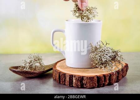 Graue Rentierflechten ( Cladonia rangiferina ), die zur Herstellung von Teegetränken aus der Kräutermedizin verwendet werden. Person legte die Pflanze in die Teetasse. Stockfoto