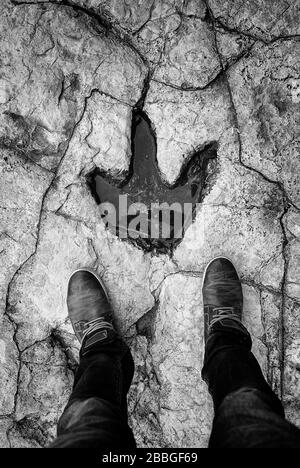 Dinosaurier-Fußabdruck in Stein, Säugetieren und aussterbenden Tieren Stockfoto