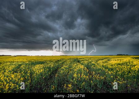 Sturm mit Blitzschlag über Rapsfeld im ländlichen Süden Manitobas Kanadas Stockfoto