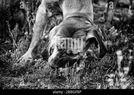 Hundjäger, der Knochen auf dem Feld, in Tieren und in der Natur isst Stockfoto