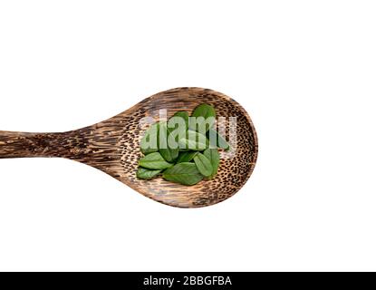 Vaccinium vitis-idaea (Lingonbeere, Partridgebeere, Bergkranbeere oder Cowberry frische Blätter für die Herstellung von traditionellen Heilpflanzen Kräutertee-Konzept. Le Stockfoto