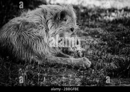 Hundjäger, der Knochen auf dem Feld, in Tieren und in der Natur isst Stockfoto