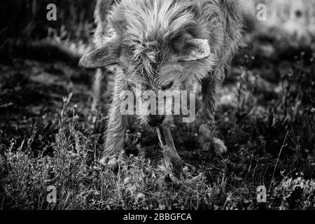 Hundjäger, der Knochen auf dem Feld, in Tieren und in der Natur isst Stockfoto