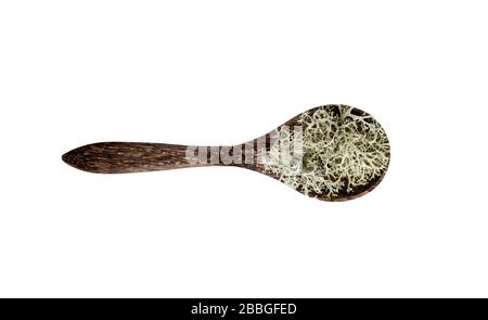 Graue Rentierflechten ( Cladonia rangiferina ), die zur Herstellung von Teegetränken aus der Kräutermedizin verwendet werden. Getrocknete Pflanze auf Holzlöffel isoliert auf weißem Grund. Stockfoto