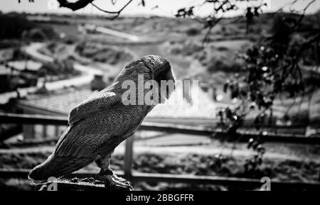 Eule in Falknerei, Wildtieren und Natur Stockfoto