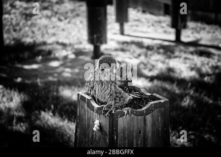 Adler kleine Beute im Falkenfeld, wilde Tiere Stockfoto