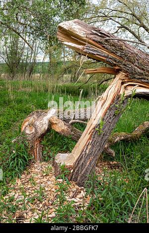 Ein von Bibern genaunter Baumstamm im Naturschutzgebiet Ammersee in Bayern Stockfoto