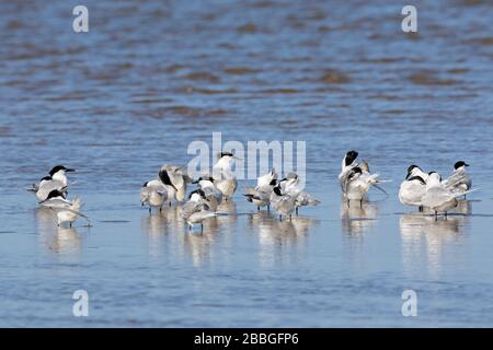 Sandwichternen (Thalasseus sandvicensis / Sterna sandvicensis) strömen in flachem Wasser entlang der Nordseeküste Stockfoto