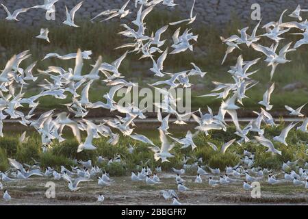 Sandwichternen (Thalasseus sandvicensis / Sterna sandvicensis) strömen in Brutkolonie entlang der Nordseeküste Stockfoto