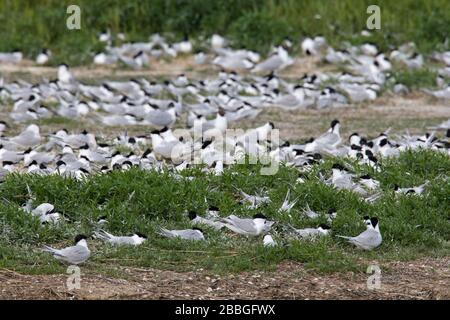 Sandwichternen (Thalasseus sandvicensis / Sterna sandvicensis) strömen in Brutkolonie entlang der Nordseeküste Stockfoto