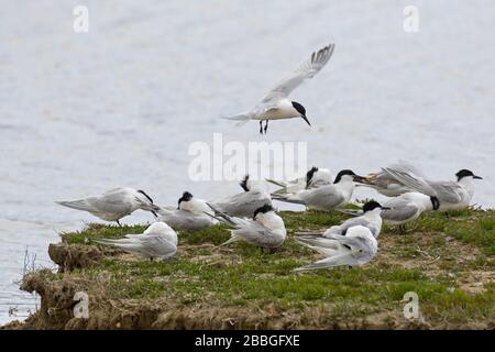 Sandwichternen (Thalasseus sandvicensis / Sterna sandvicensis) strömen in Salzmarschen entlang der Nordseeküste Stockfoto