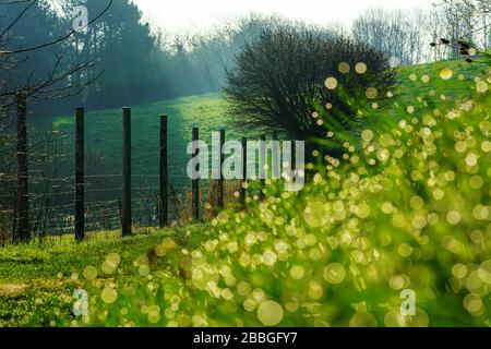 Warmes Licht der Sonnenstrahlen erleuchtet eine üppige grüne Wiese an einem Morgen im frühen Frühling. Bild im Querformat mit funkelnden Bokeh aus hintergrundbeleuchteten Wassertropfen Stockfoto