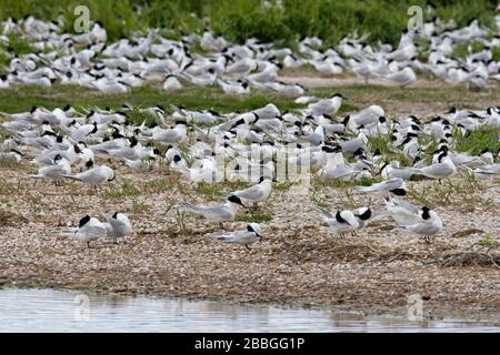 Sandwichternen (Thalasseus sandvicensis / Sterna sandvicensis) strömen in Brutkolonie in Salzmarschen/Salzmarschen entlang der Nordseeküste Stockfoto