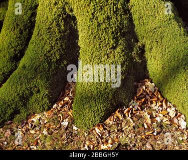 Guernsey. Mit Moos bedeckter Baumstamm. Stockfoto