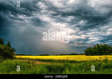 Sturm dumping Regen und Hagel über einem Rapfeld im Süden Manitobas Stockfoto