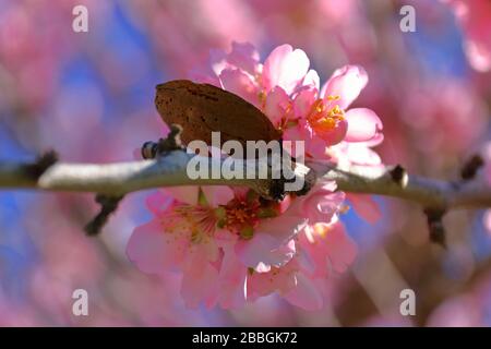 Rosa Mandelblüten und Mandelfrucht, Costa Blanca, Südspanien Stockfoto