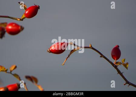 Nahaufnahme von roten Beeren, die auf Ast wachsen Stockfoto
