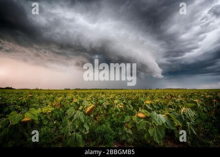 Sturm bildet eine Regalwolke über dem ländlichen Sonnenblumenfeld im Süden Manitobas Kanadas Stockfoto