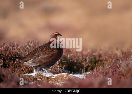 Red Grouse in den schottischen Highlands Stockfoto