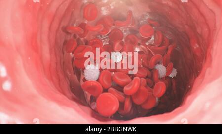 Rote Blutkörperchen in einer Arterie, Vene. Blutfluss in einem lebenden Organismus. Wissenschaftliches und medizinisches Konzept. Übertragung wichtiger Elemente im Stockfoto