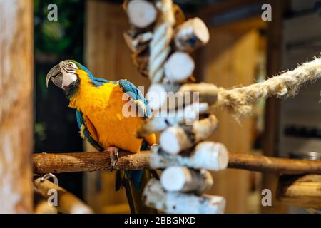 Große Ara aus neotropischer Gattung der Papageienfamilie, die auf einem Perch in einem Vogelkäfig sitzt. Selektive Fokussierung auf Vogel mit verschwommenem Hintergrund Stockfoto