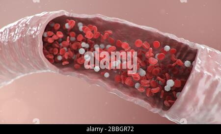 Ansicht der Querschnittsarterie. Rote Blutkörperchen in einer Arterie, Vene. Gesunder Blutfluss. Wissenschaftliches und medizinisches Konzept. Übertragung wichtiger Elemente Stockfoto