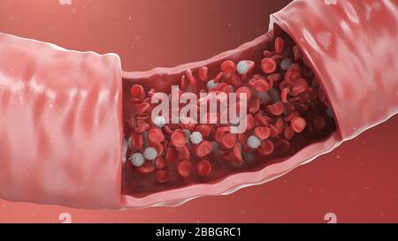 3D-Abbildung der roten Blutkörperchen in einer Arterie, Vene. Gesunder arterieller Blutfluss im Querschnitt. Wissenschaftliches und medizinisches mikrobiologisches Konzept Stockfoto