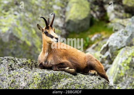 Ruhige tatra-gesimse auf einem Felsen in den Sommerbergen Stockfoto