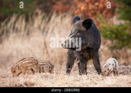 Friedliche Wildschweinherde mit Erwachsenen- und Jungfütterung in der Frühlings-Natur. Stockfoto