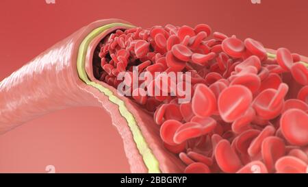 3D-Abbildung der roten Blutkörperchen in einer Arterie, Vene. Gesunder arterieller Blutfluss im Querschnitt. Wissenschaftliches und medizinisches mikrobiologisches Konzept Stockfoto