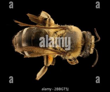 Biene. Makroaufnahmen von Bienen. Stockfoto