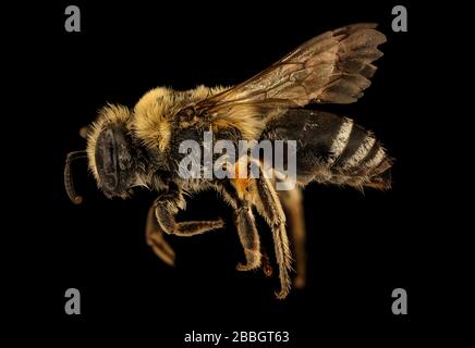 Biene. Makroaufnahmen von Bienen. Stockfoto