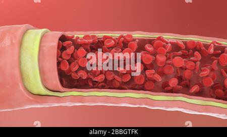 3D-Abbildung der roten Blutkörperchen in einer Arterie, Vene. Gesunder arterieller Blutfluss im Querschnitt. Wissenschaftliches und medizinisches mikrobiologisches Konzept Stockfoto
